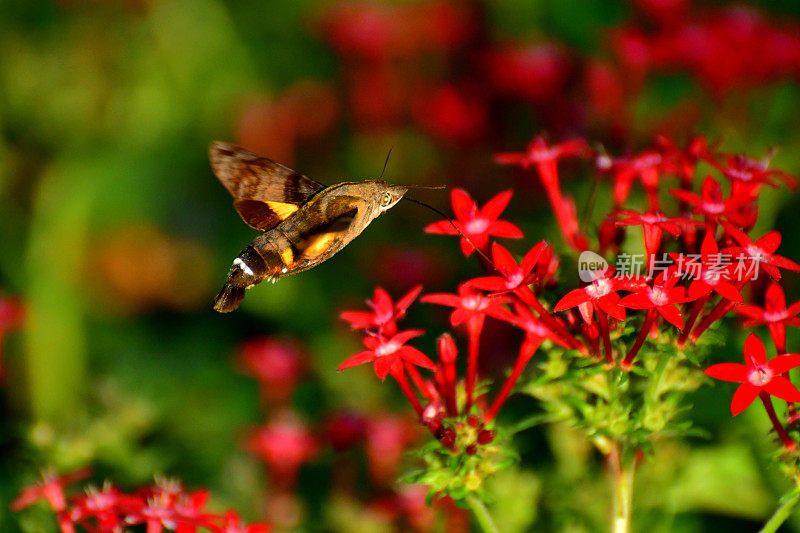 Pentas lanceolata和蜂鸟鹰蛾